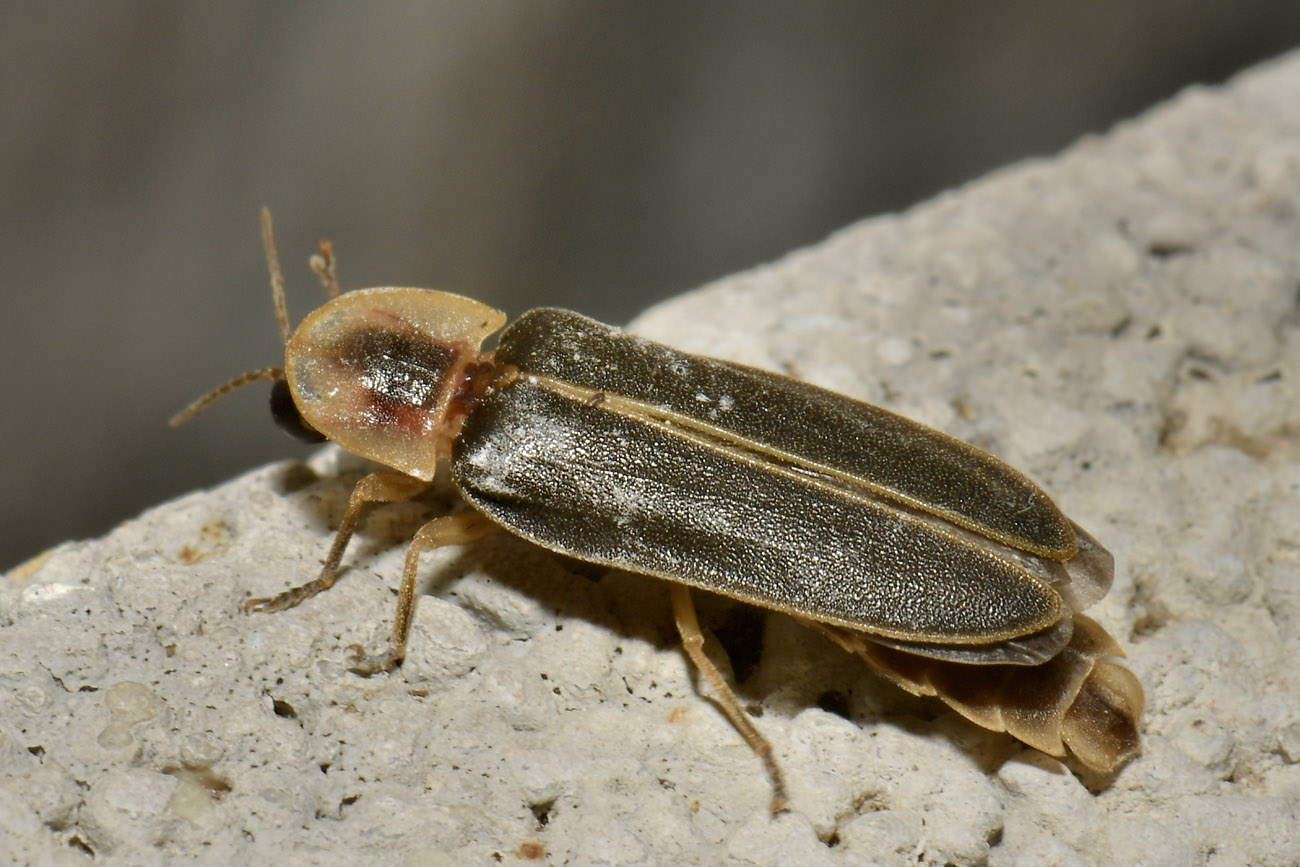 Lampyridae: Lampyris fuscata